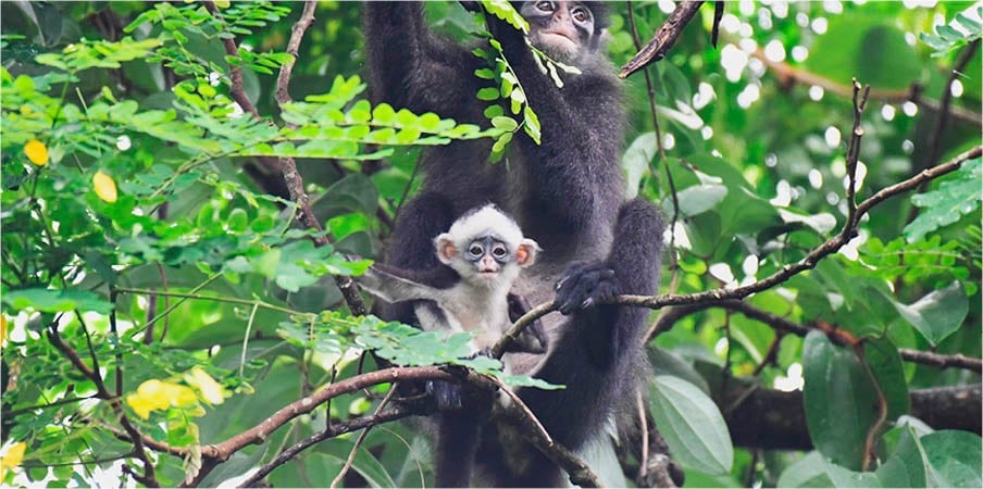 protecting-singapores-rarest-primate